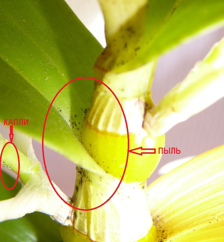 Дендробиум болезни листьев фото