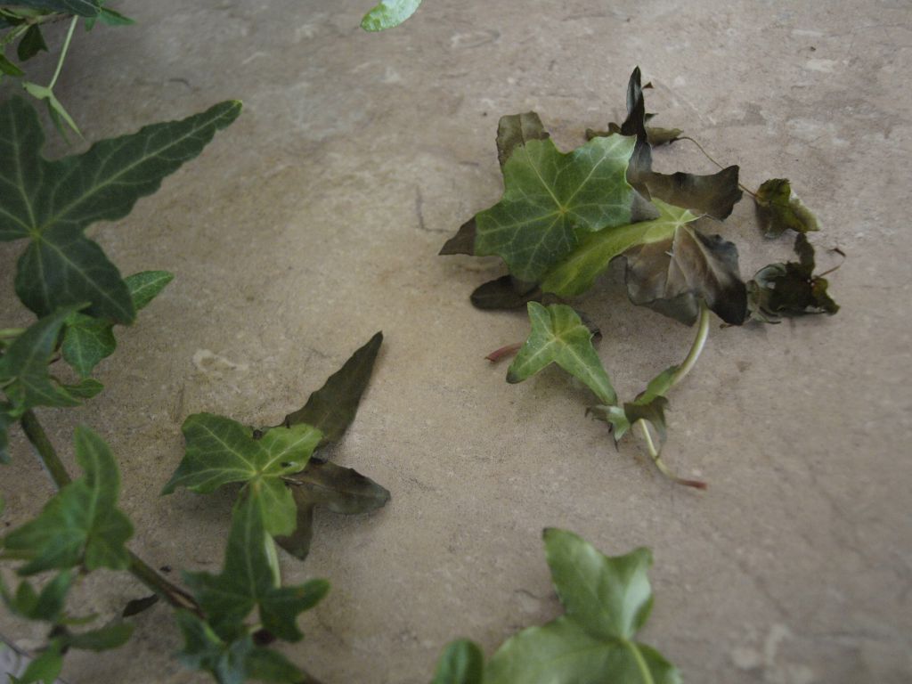 Сохнут листья после пересадки