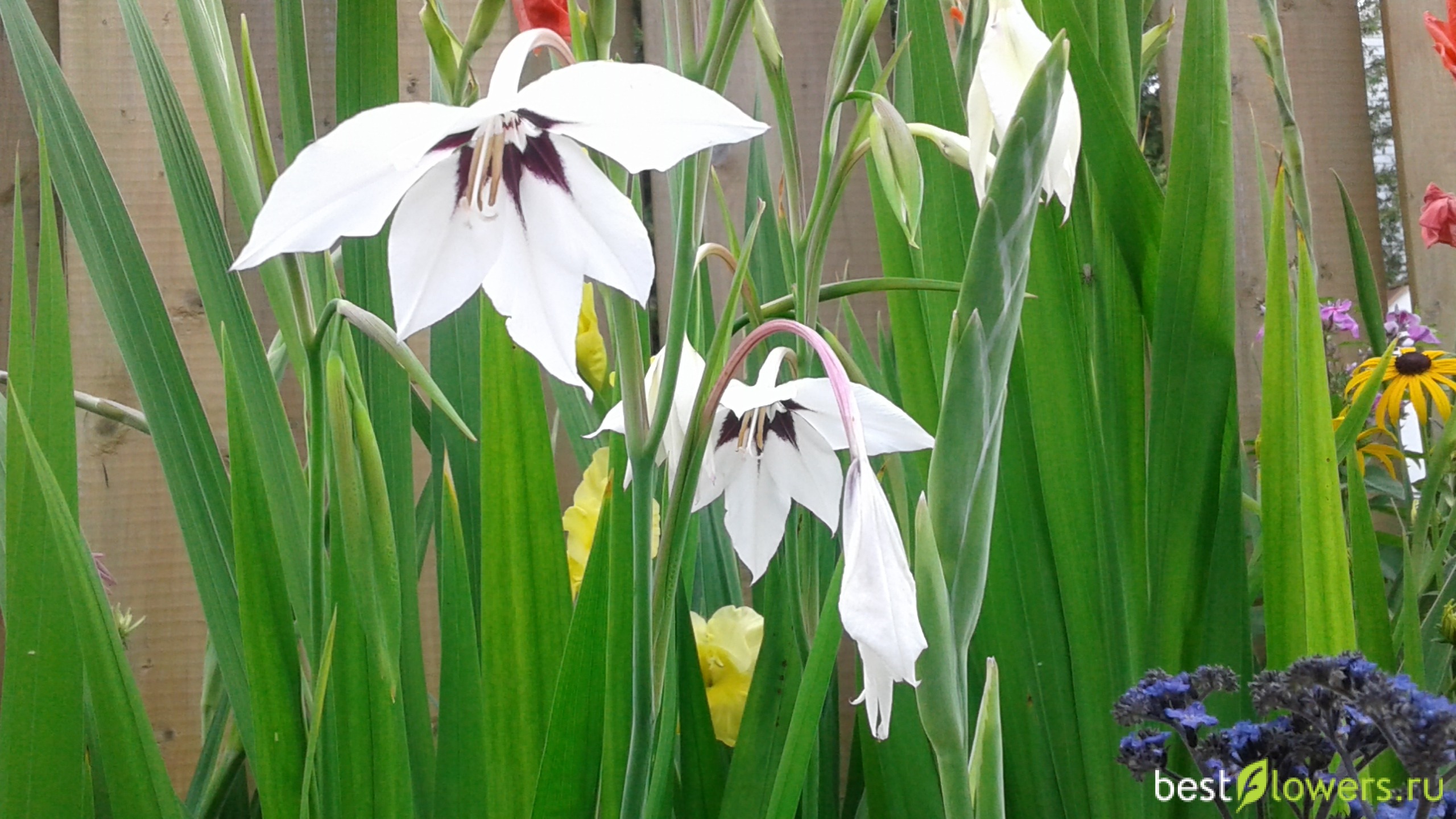 Acidanthera bicolor дома на подоконнике