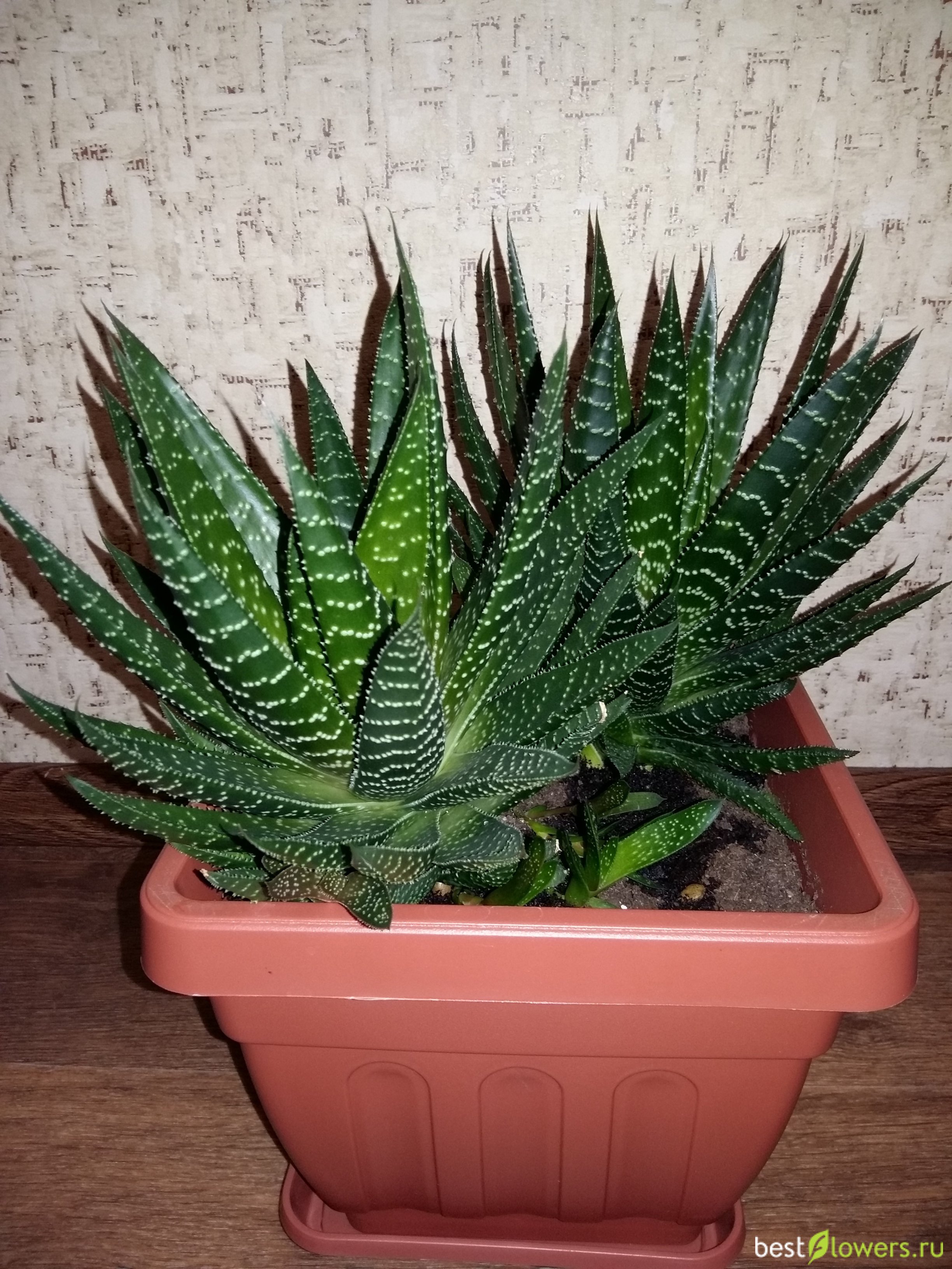 Алоэ остистое (Aloe aristata)