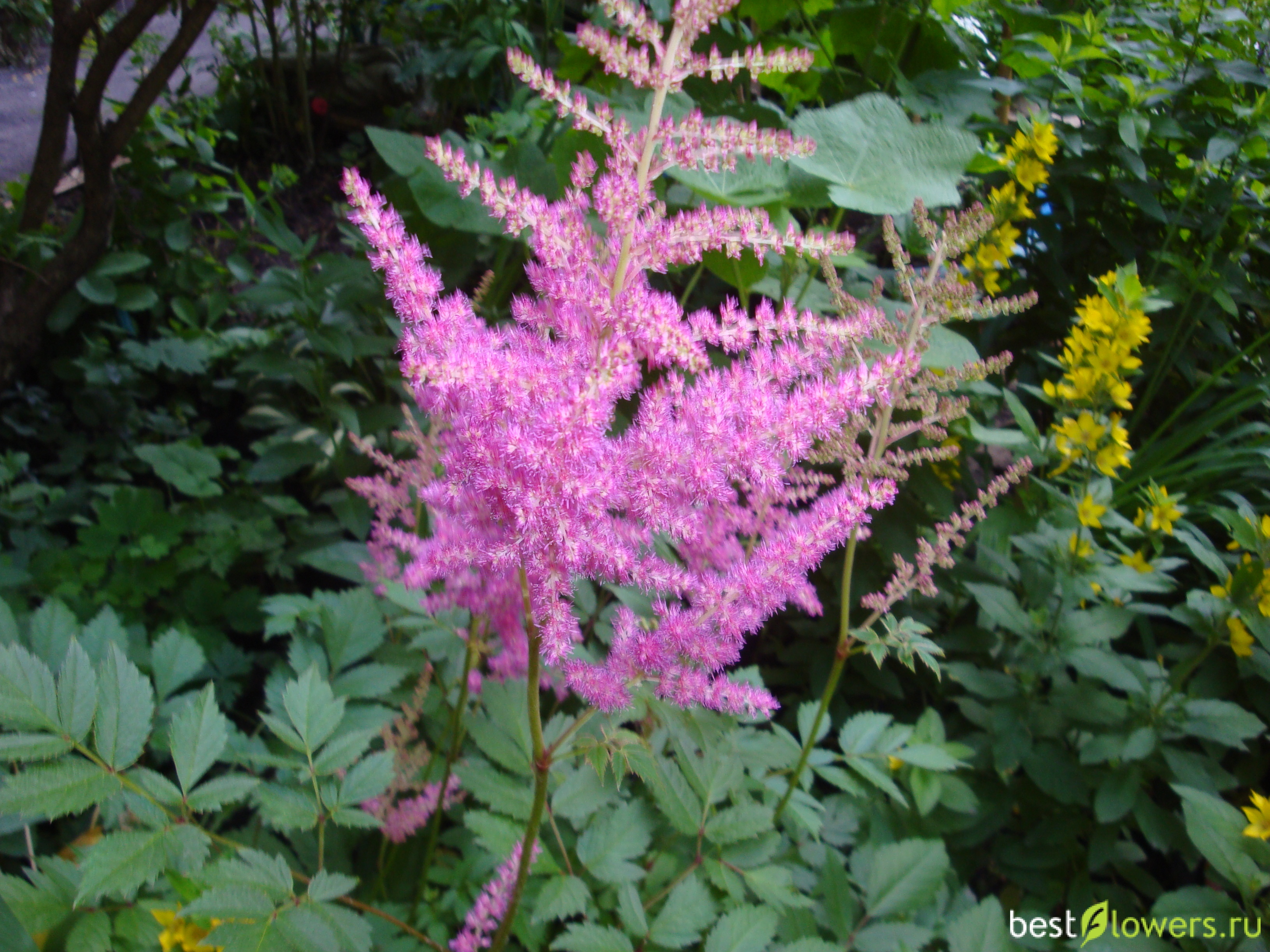 Astilbe japonica Lara