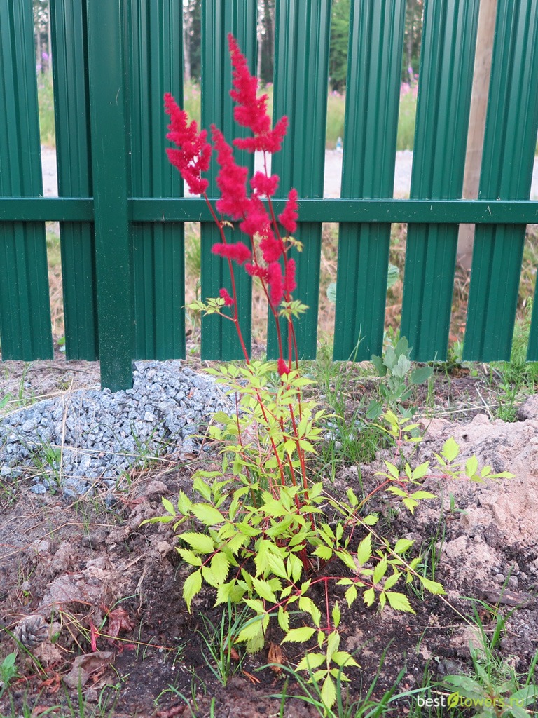 Астильба Арендса (Astilbe arendsii Spinell