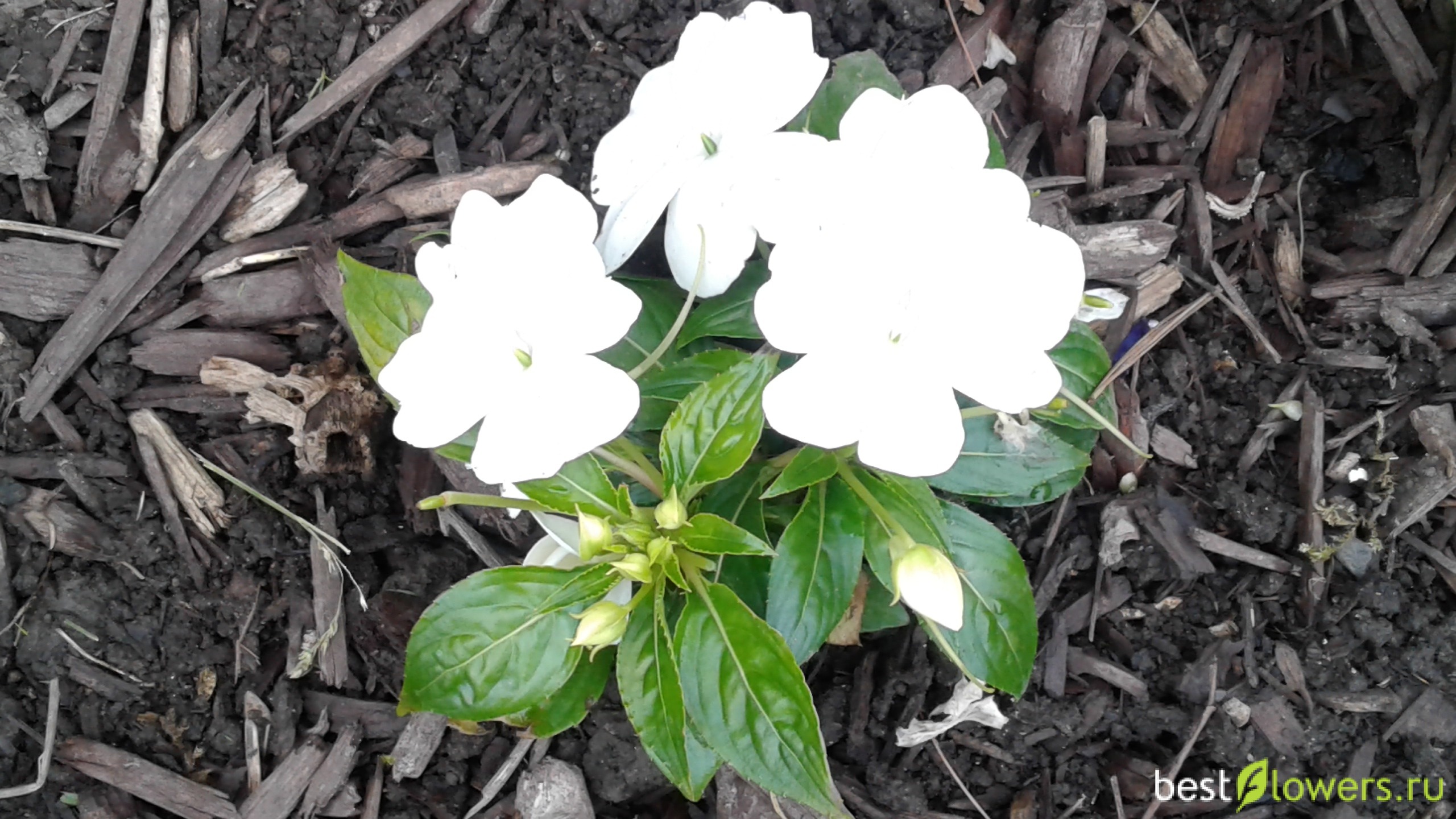 Бальзамин carousel white фото