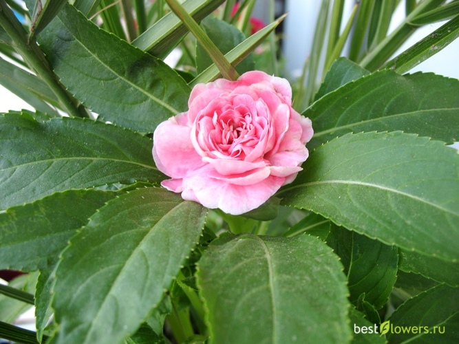Цветок бальзамин том тамб фото