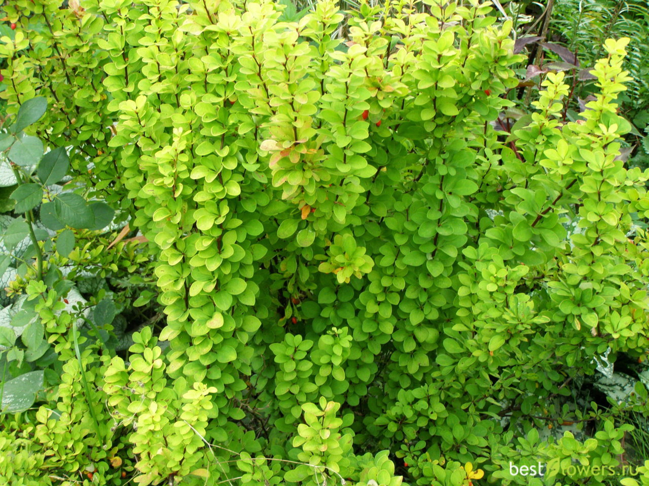 Барбарис зеленый фото Барбарис Тунберга (Berberis thunbergii)