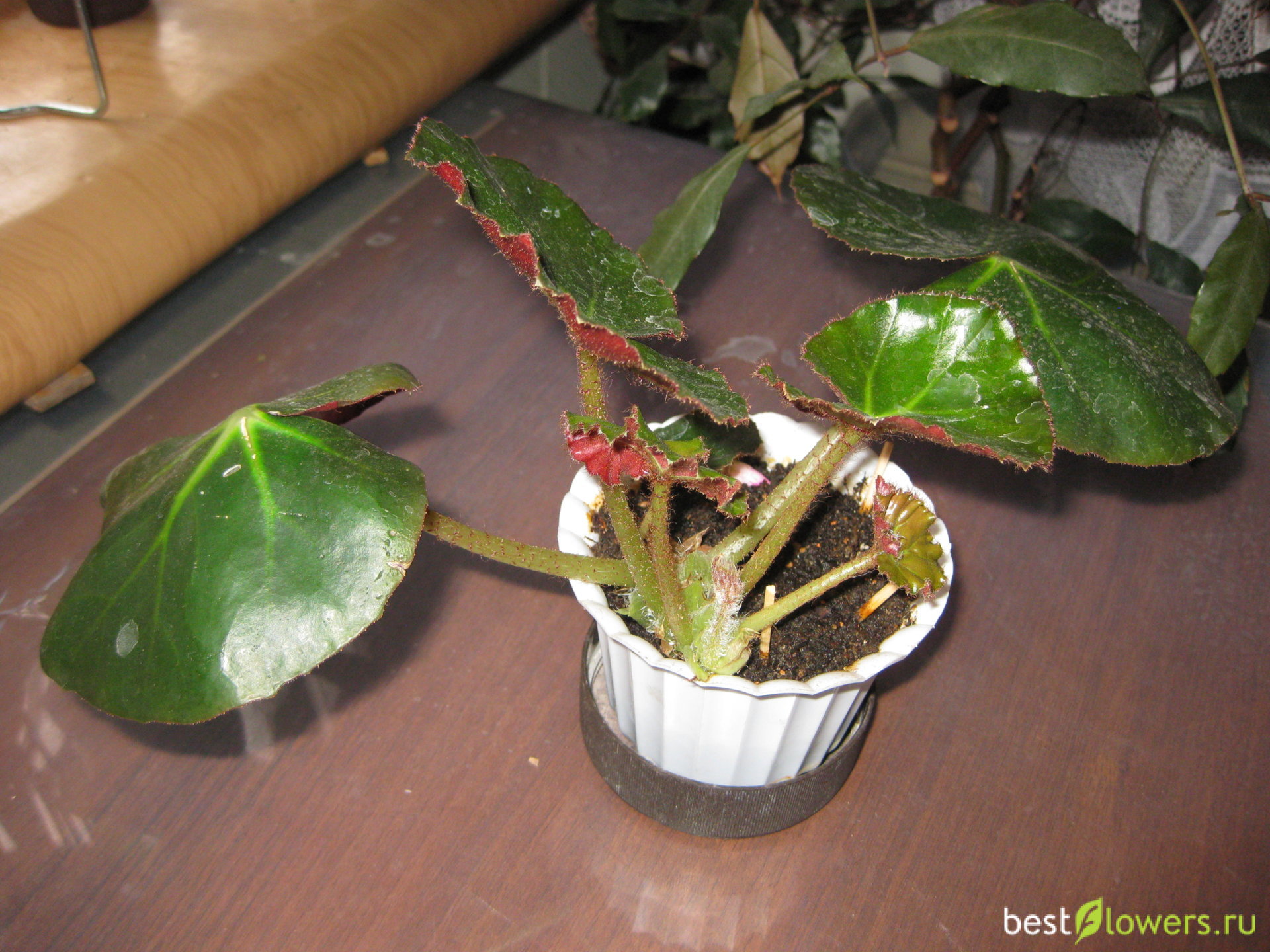 размножение бегонии листом в домашних условиях фото