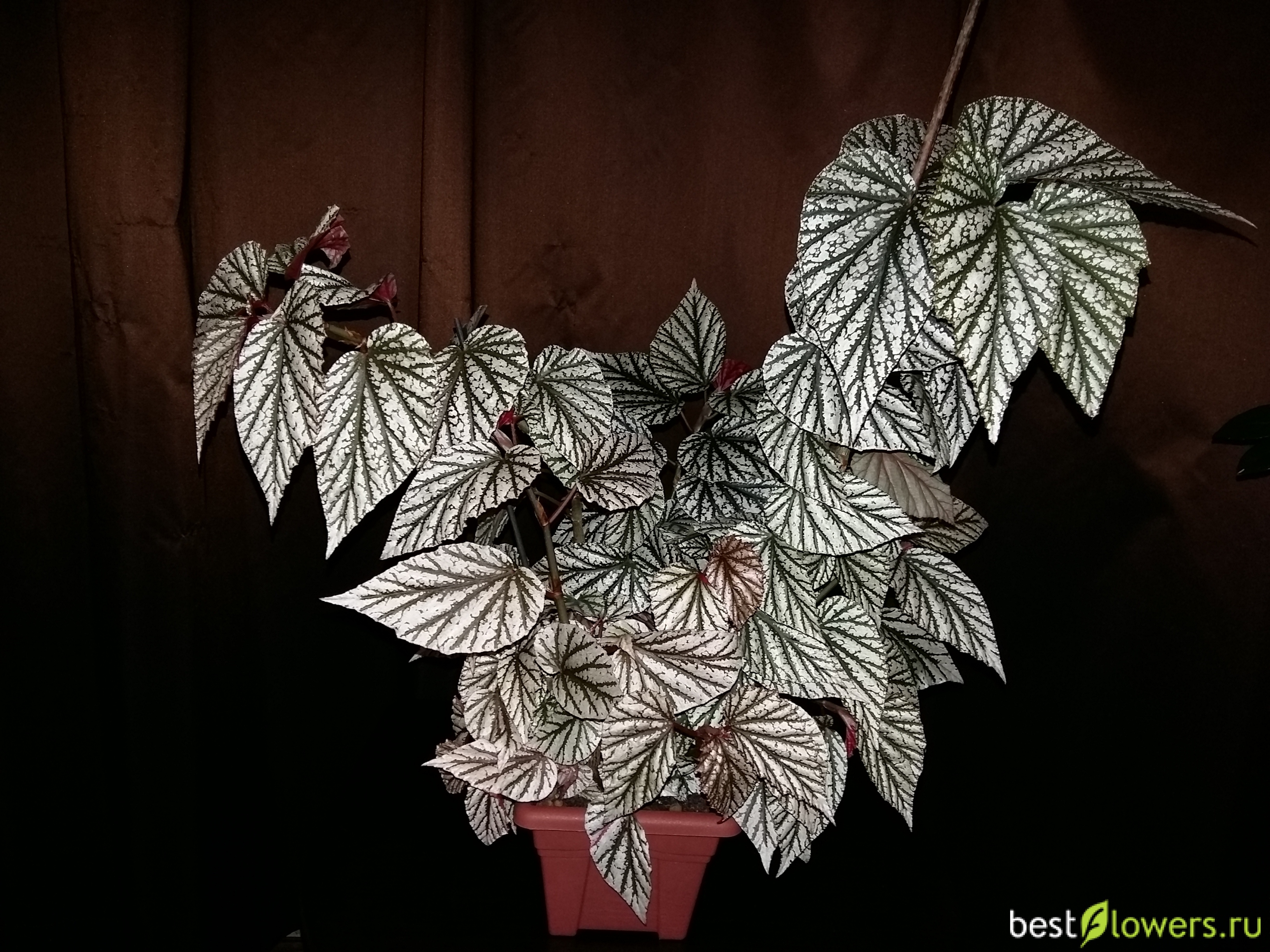 Begonia argenteo-guttata бегония серебристо-крапчатая