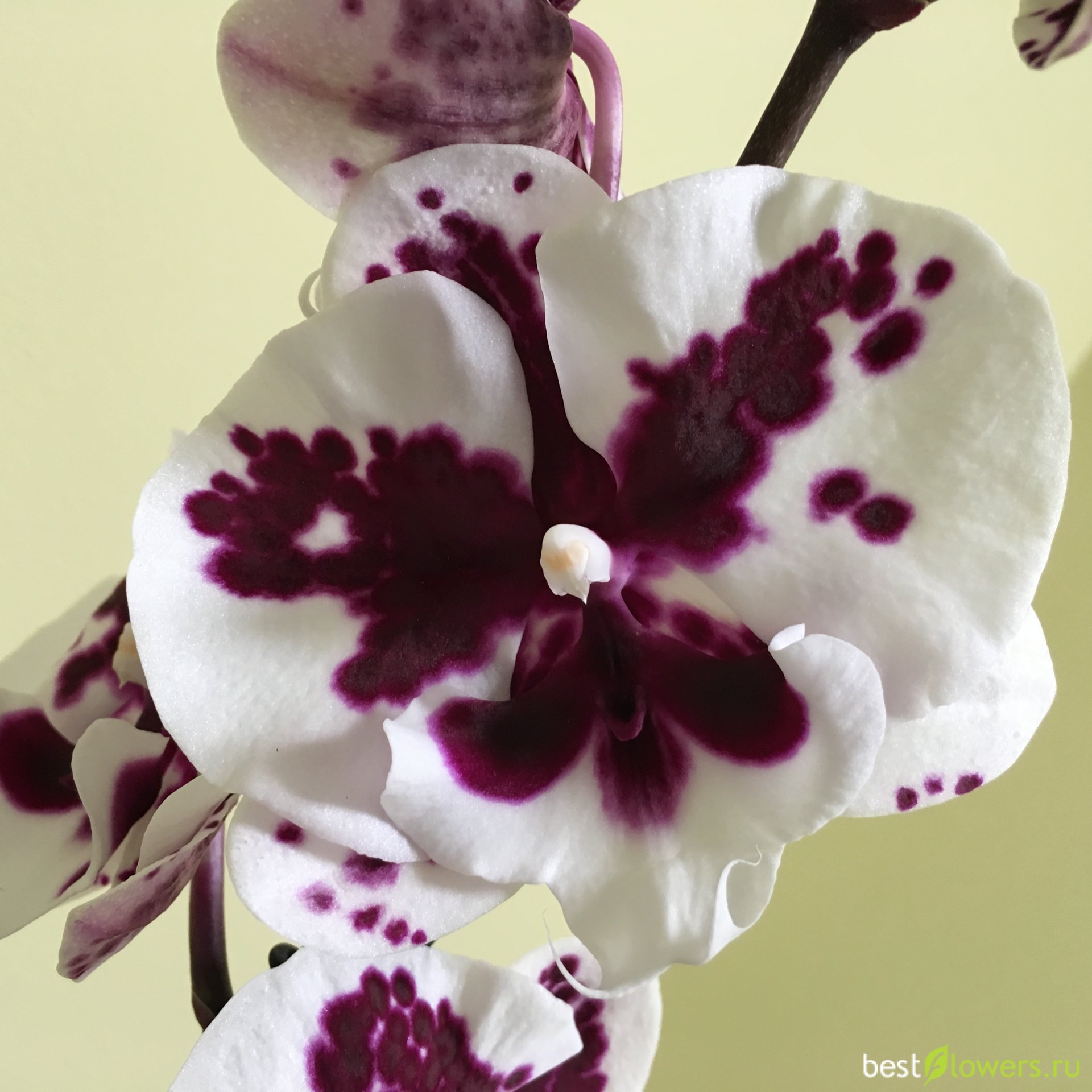 Орхидея Молния