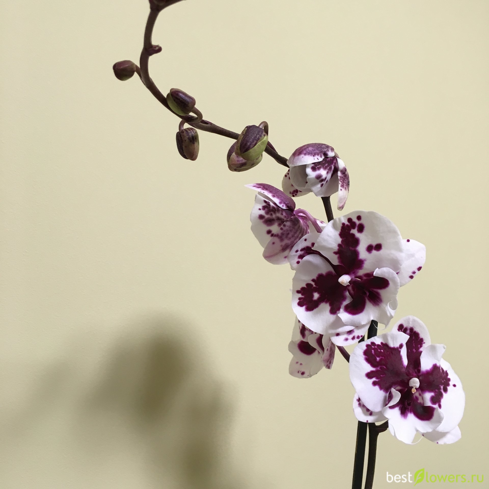 Биг лип молния орхидея фото