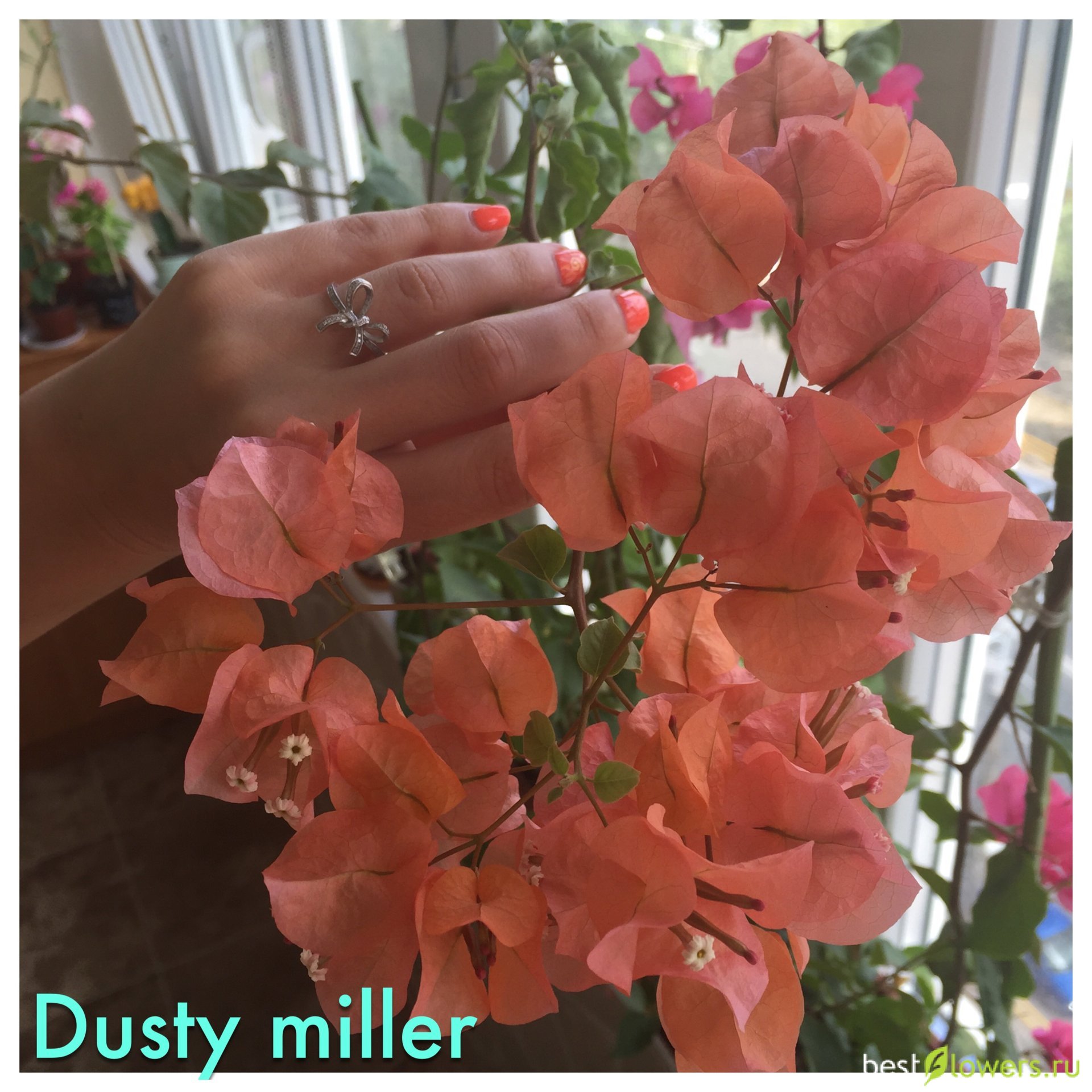 Бугенвиллия dusty miller фото