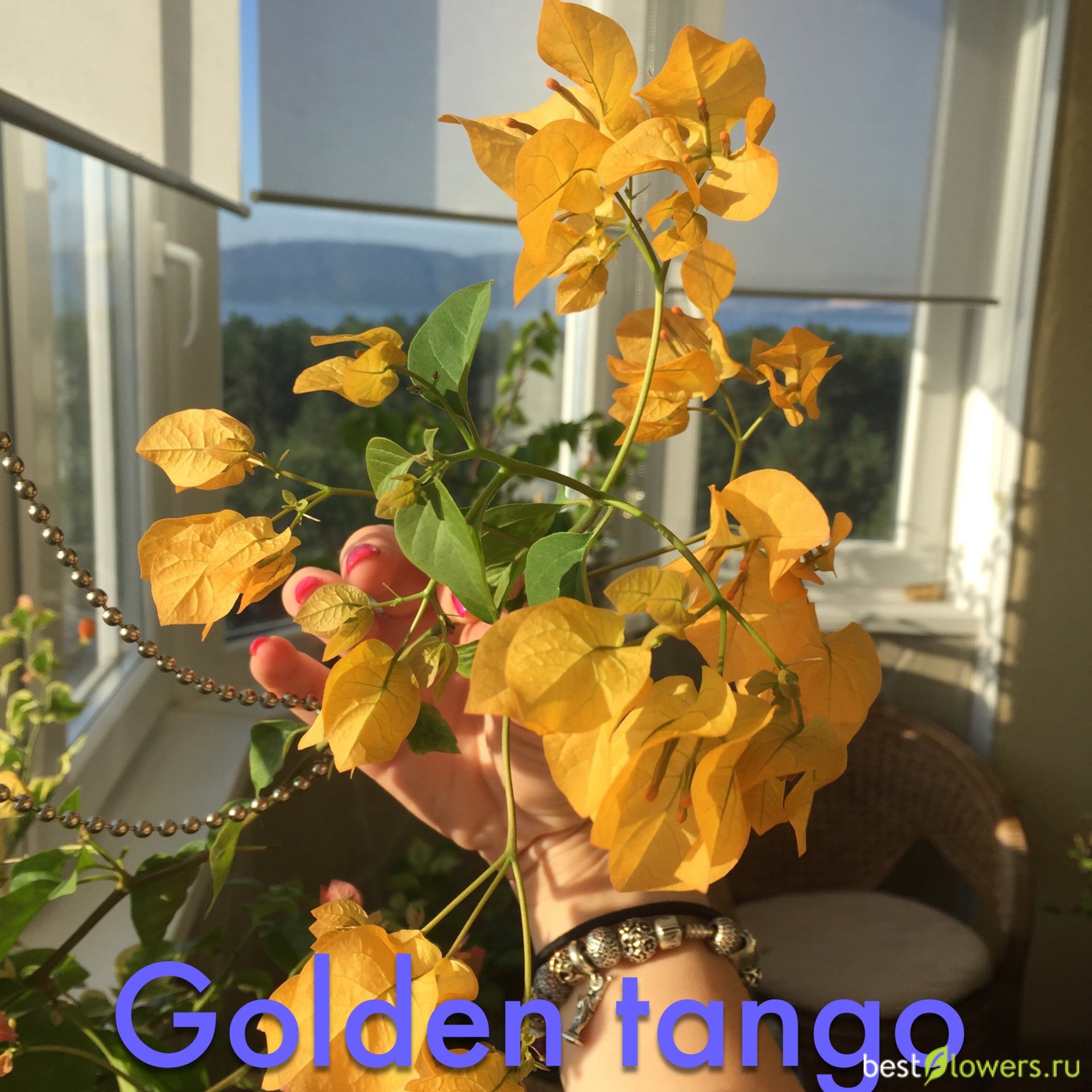 Golden tango бугенвиллия фото