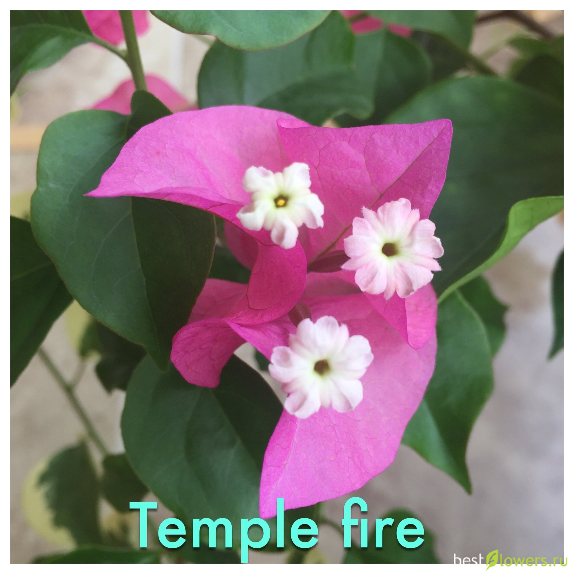 Бугенвиллия temple fire фото