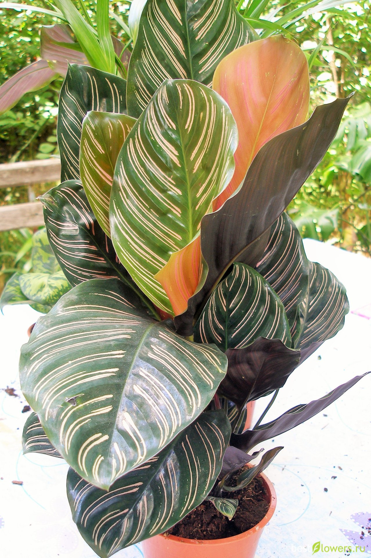 Калатея украшенная Calathea Ornata