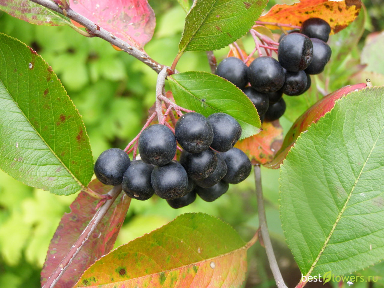 Черноплодка. Черноплодная рябина арония. Арония черноплодная (Aronia melanocarpa). Рябина черноплодная (Aronia melanocarpa). Арония черноплодная (Arónia melanocárpa).