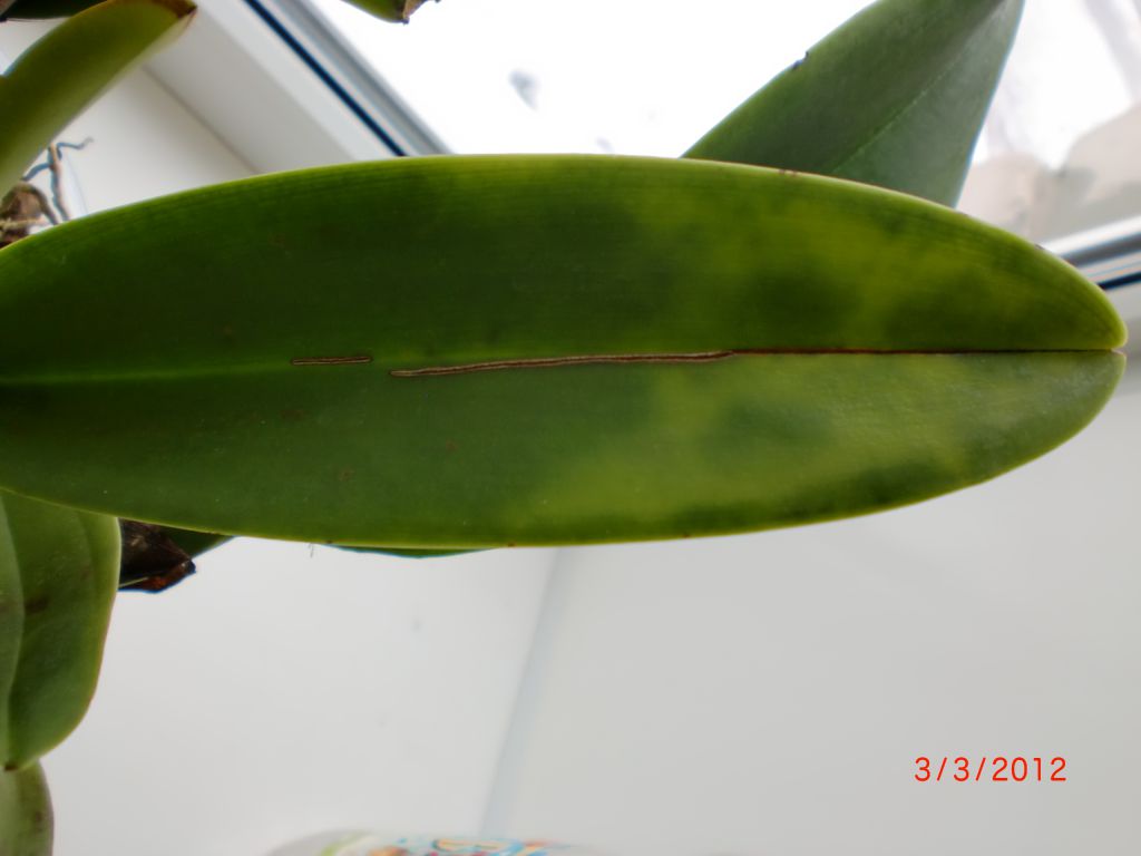 Болезнь орхидей и лечение фото