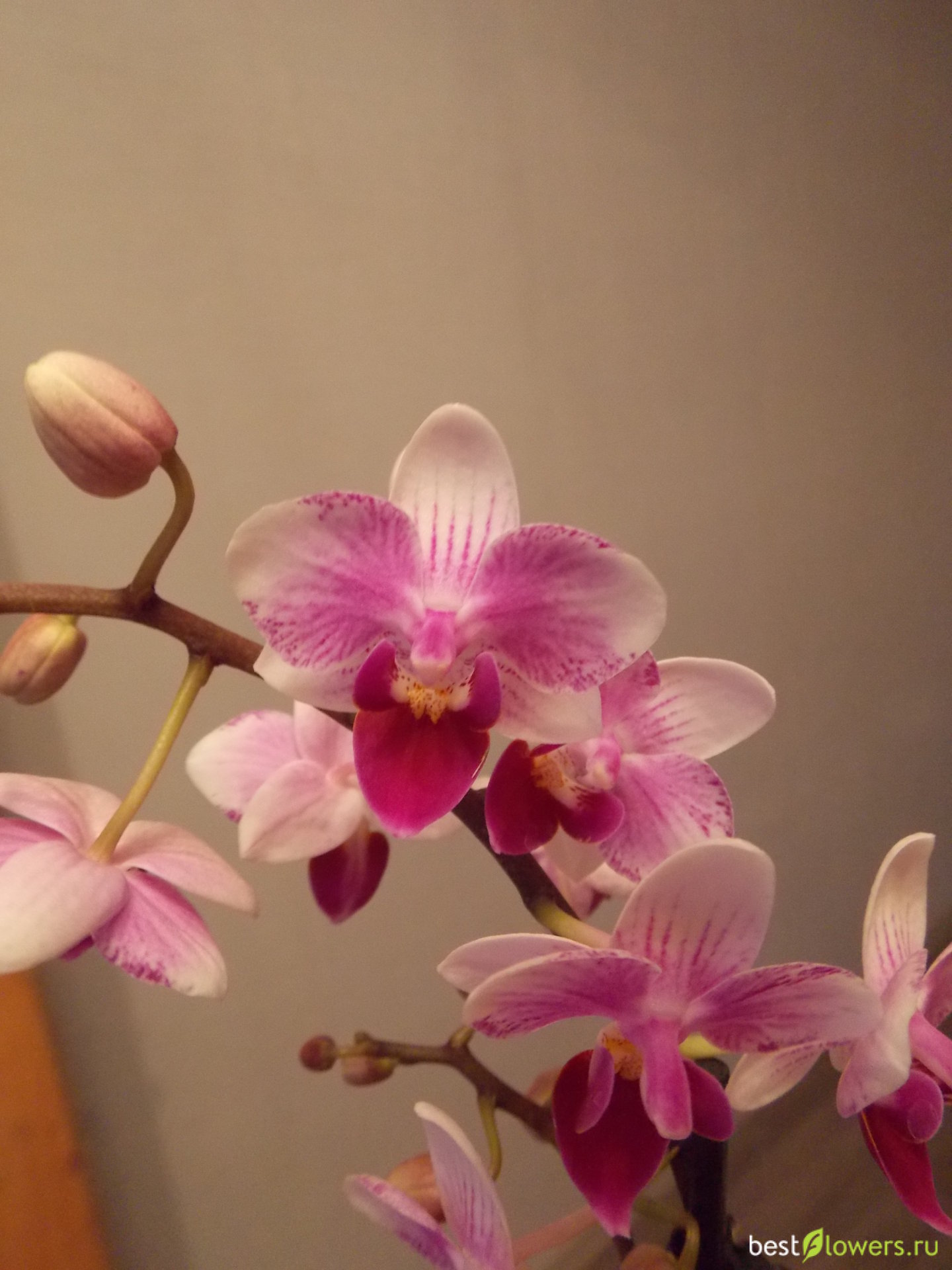 Орхидея Phalaenopsis Purple Dust