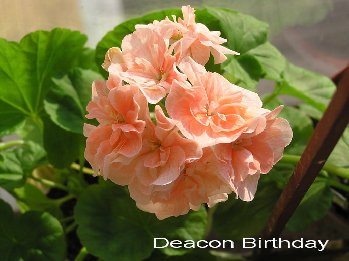 Deacon birthday пеларгония фото