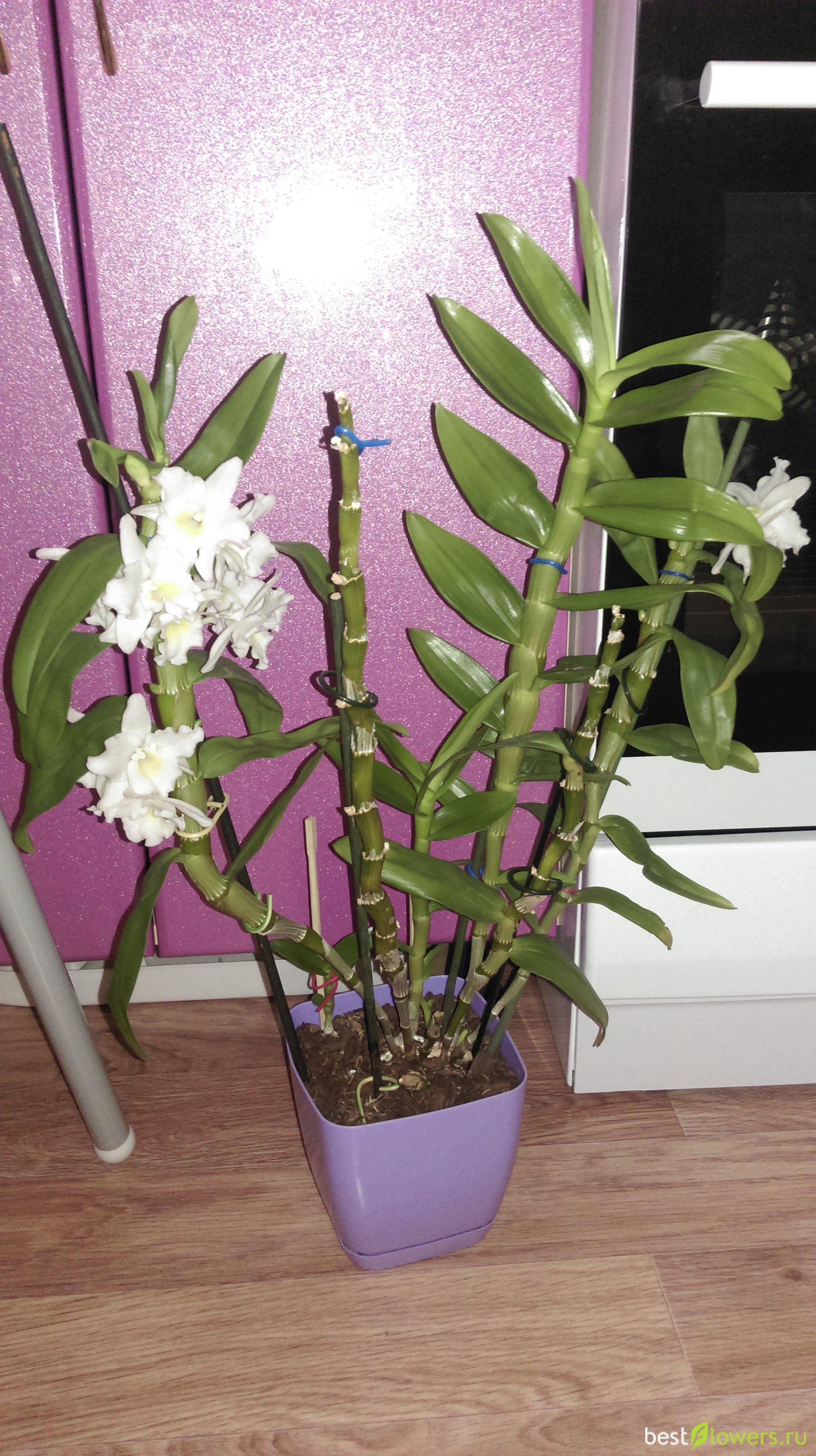 орхидея дендробиум размножение и уход фото
