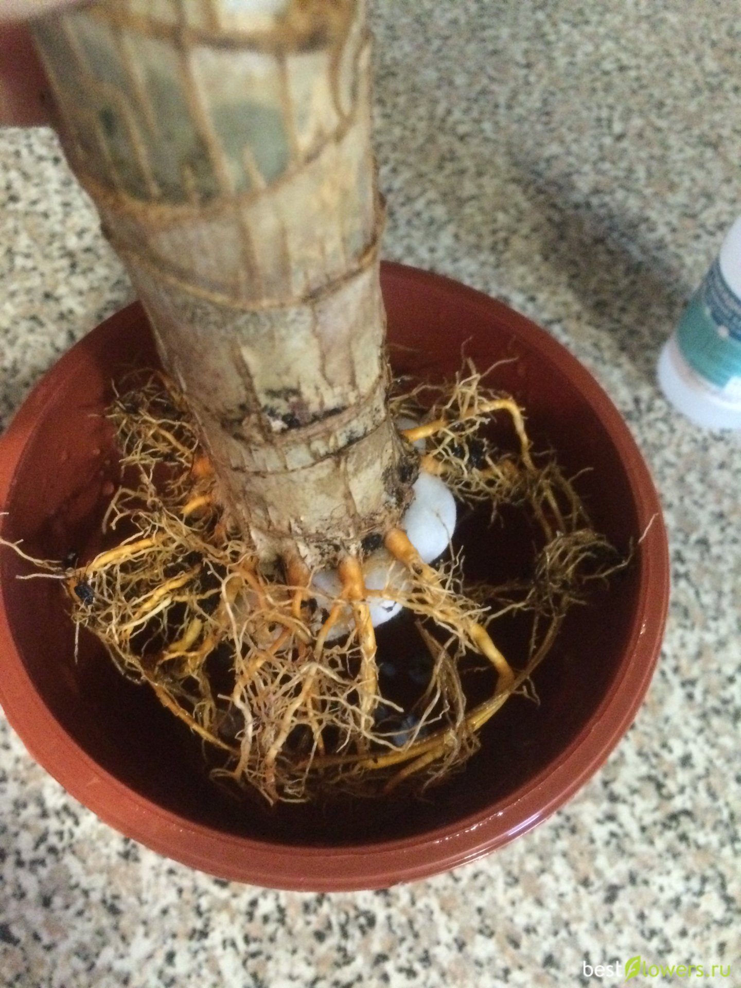 драцена пересаживание. пересадить драцену в другой горшок. горшок для драцены. пересадка драцены в больший горшок. драцена пальма пересадка.