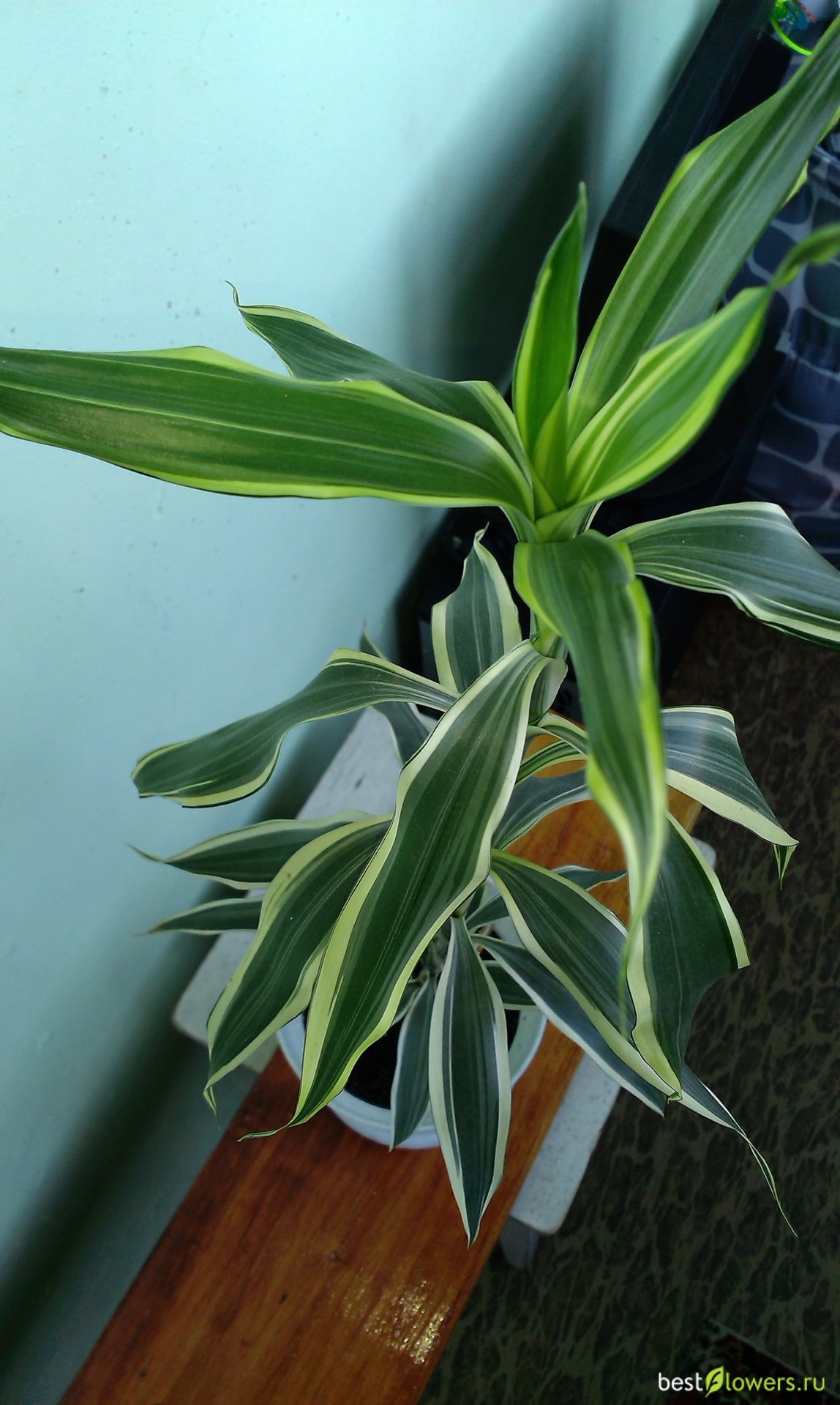 Драцена Сандера Dracaena sanderiana