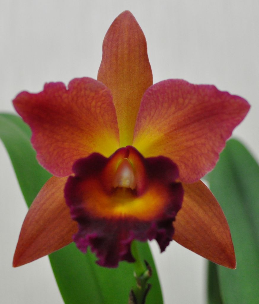 Каттлея (Cattleya) - 2