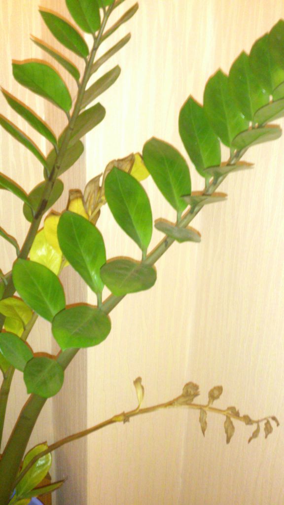 Замиокулькас желтеет после пересадки. Замиокулькас. Замиокулькас Родина растения. Замиокулькас круглолистный. Замиокулькас светло зеленые листья.