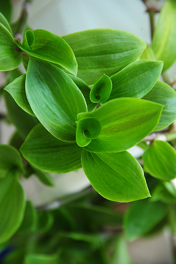 Традесканция Fluminensis Tricolor