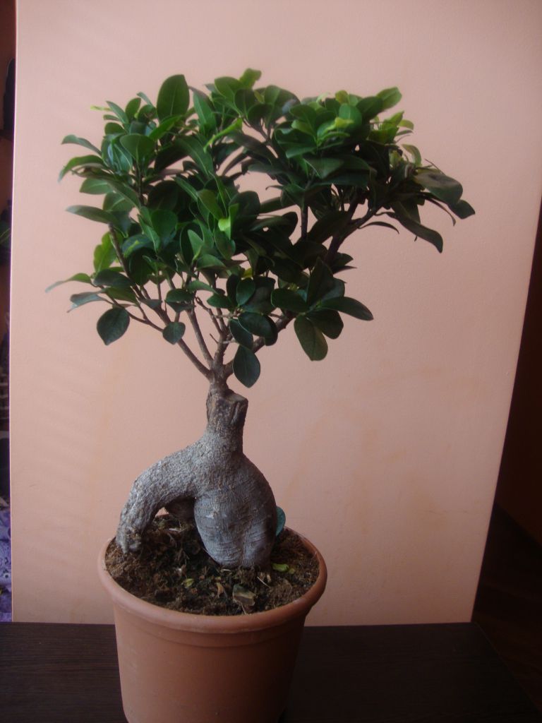 Фикус микрокарпа Ретуза (Ficus microcarpa Retusa) | Страница 16