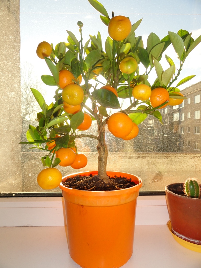 Как вырастить дерево мандарина. Цитрофортунелла каламондин. Апельсина каламондин. Карликовые мандарины. Дерево померанец цитрусовое.