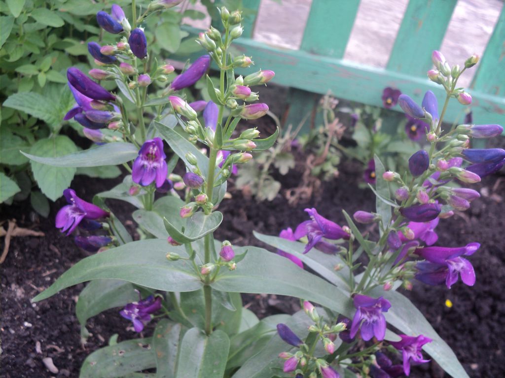 Penstemon Azureus