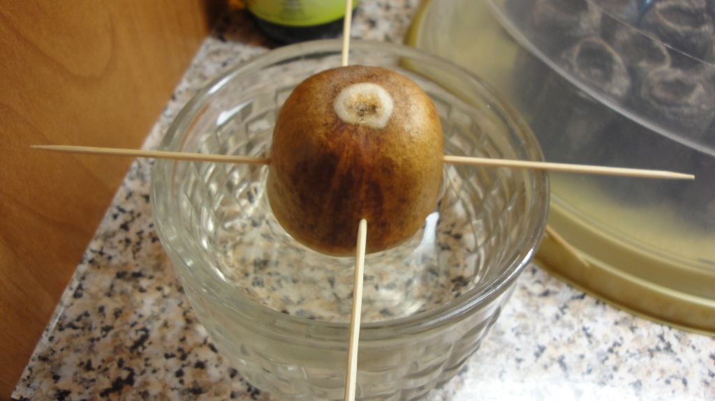 Как вырастить авокадо из косточки в домашних условиях пошаговое фото
