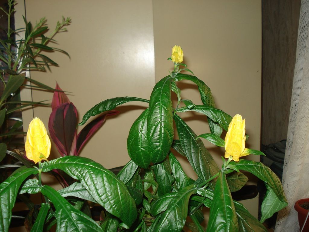 Цветок пахистахис уход в домашних условиях фото