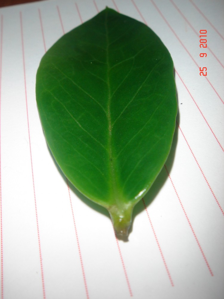 Замиокулькас размножение листом пошаговое фото в воде
