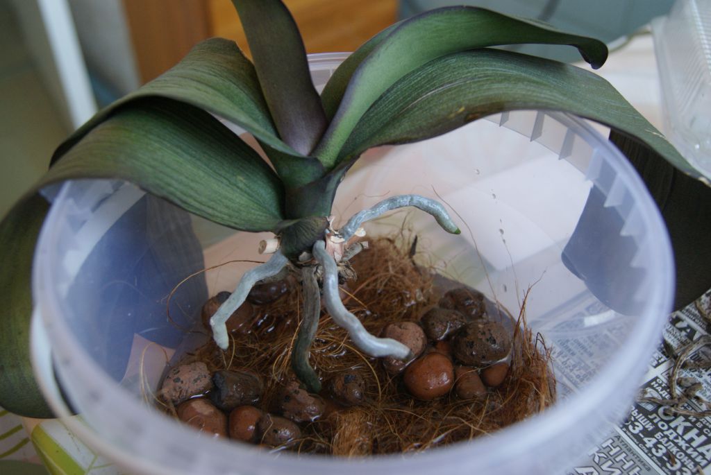 Орхидея в домашних условиях в воде. Орхидея фаленопсис реанимация. Посадка орхидеи фаленопсис. Орхидея в керамзите. Корни орхидеи.