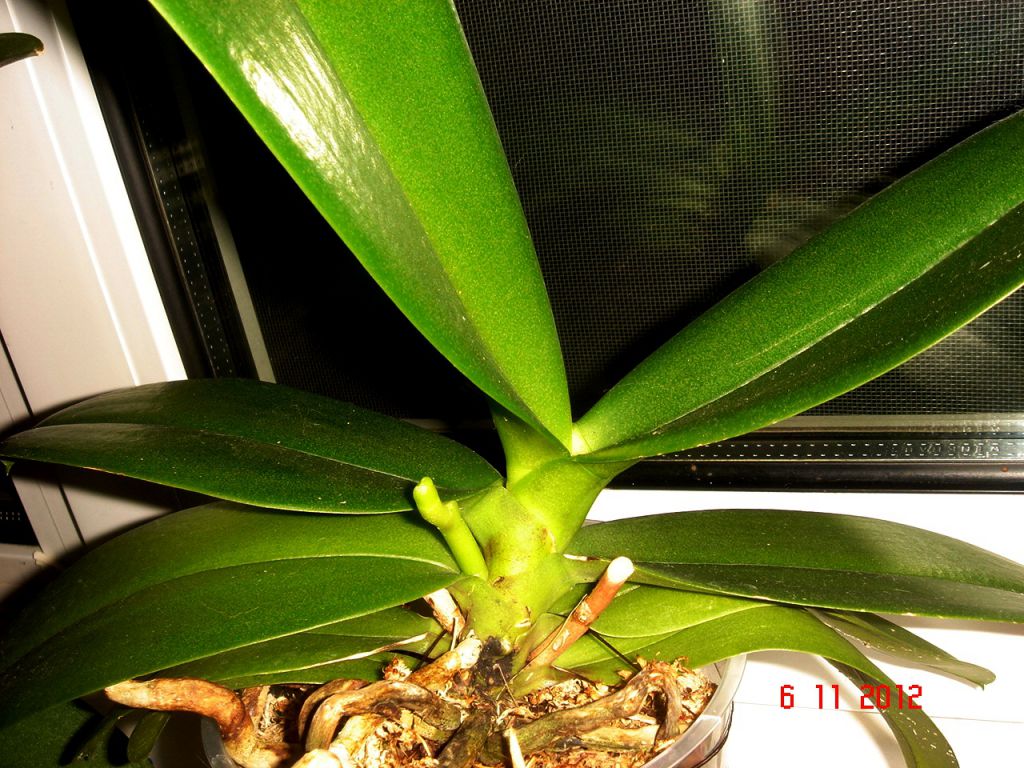Цветонос из точки роста у орхидеи фото