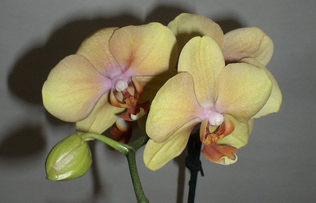 Наши цветущие орхидеи. архив. 