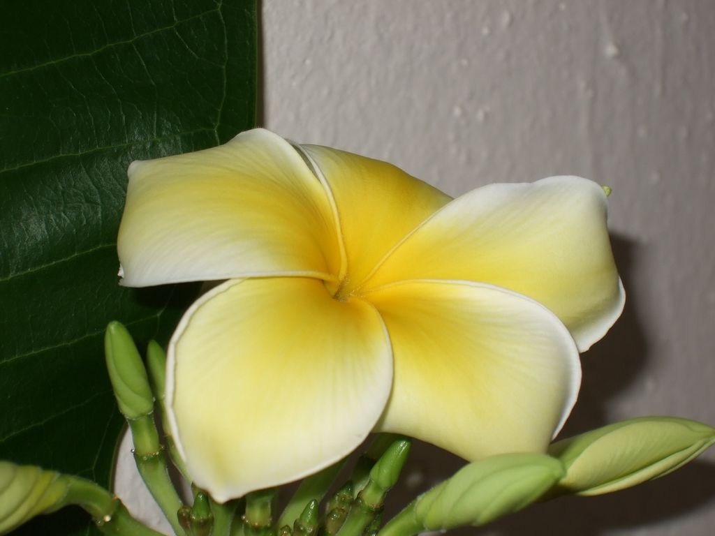 Плюмерия Plumeria d17 h100