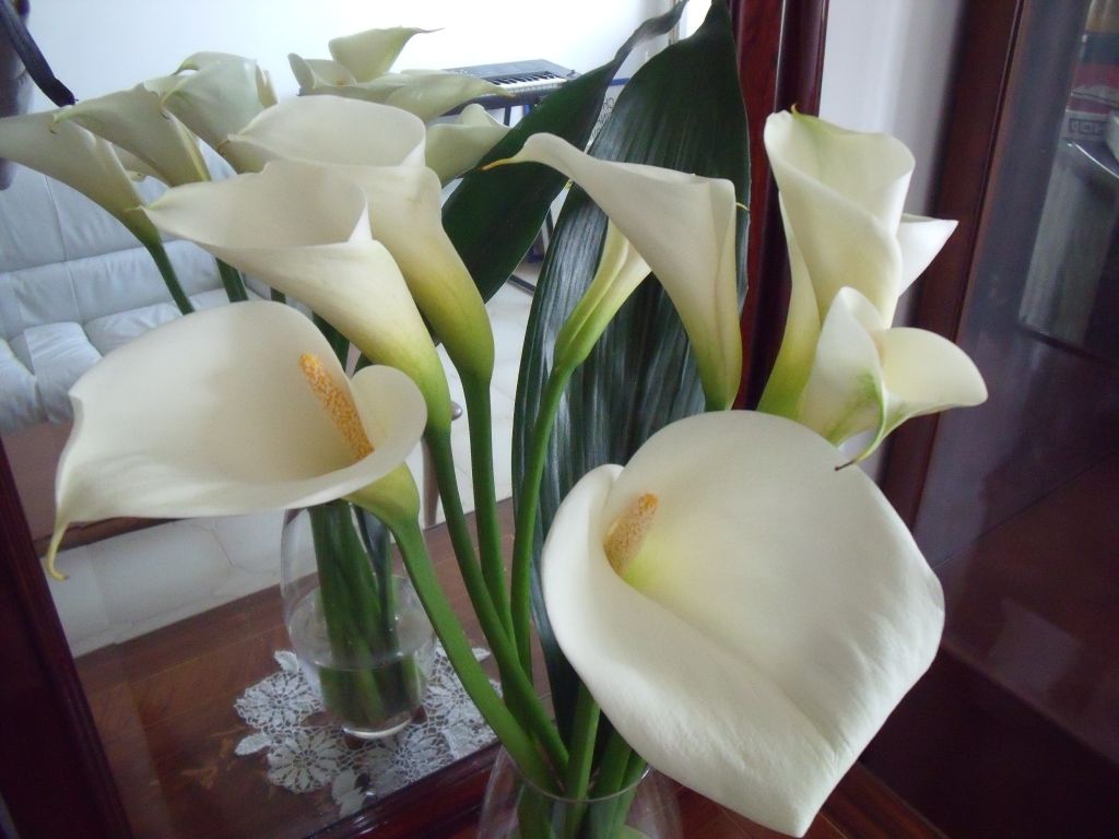 Можно ли выращивать каллы дома. Калла камео Ккалла. Комнатный цветок похожий на каллу. Каллы цветы домашние. Цветок похожий на каллу белый.