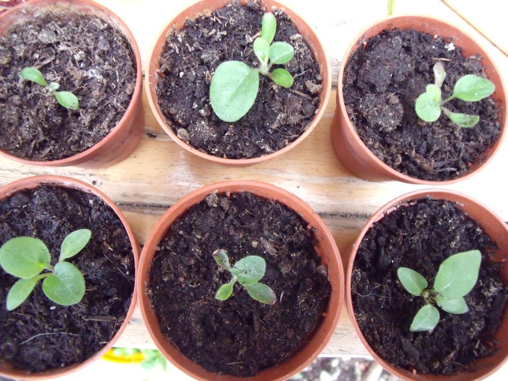 Выращивание герберы из семян в домашних
