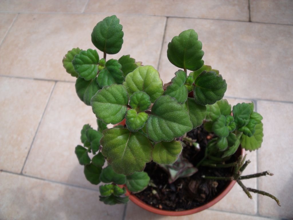 Plectranthus tomentosa