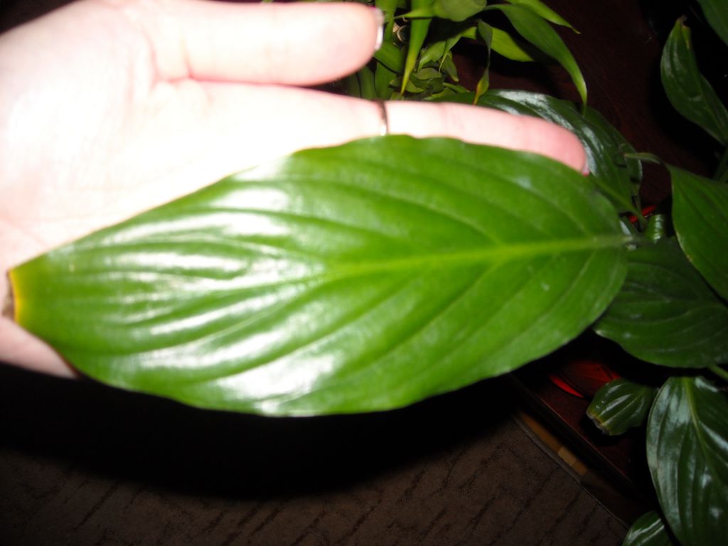 Спатифиллум рост. Спатифиллум хлороз листьев. Спатифиллум с белыми прожилками. Сморщиваются листья у спатифиллума. Спатифиллум зелёный тропический.