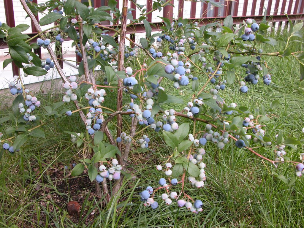 Голубика плохо растет. Голубика Садовая. Куст голубики. Голубика кустовая Садовая. Подмосковная голубика Садовая.