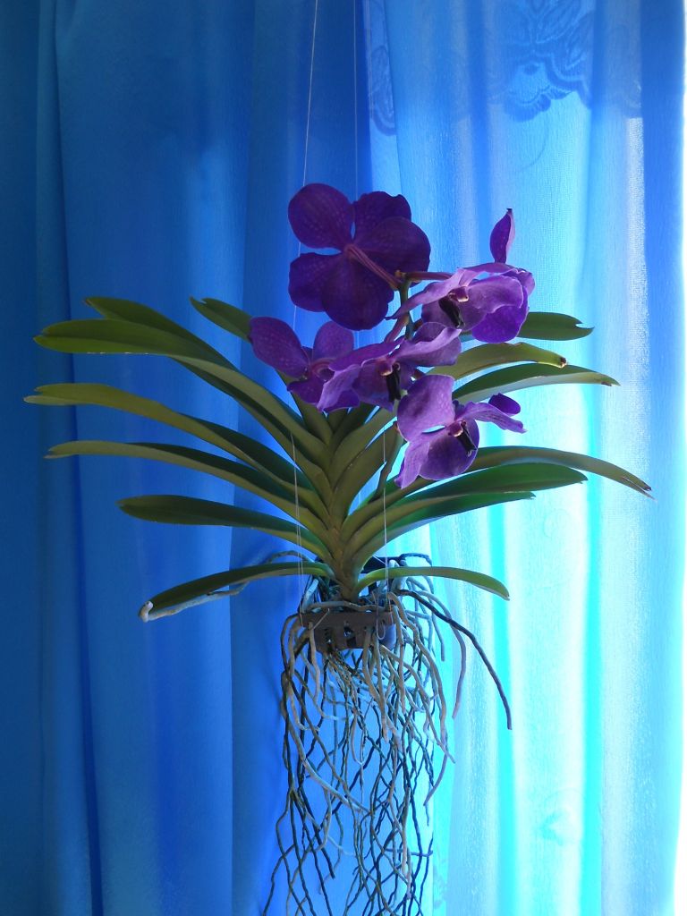 Орхидея без земли