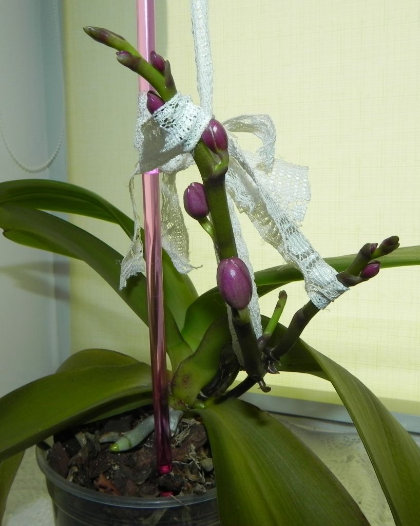Фото детки орхидеи на цветоносе