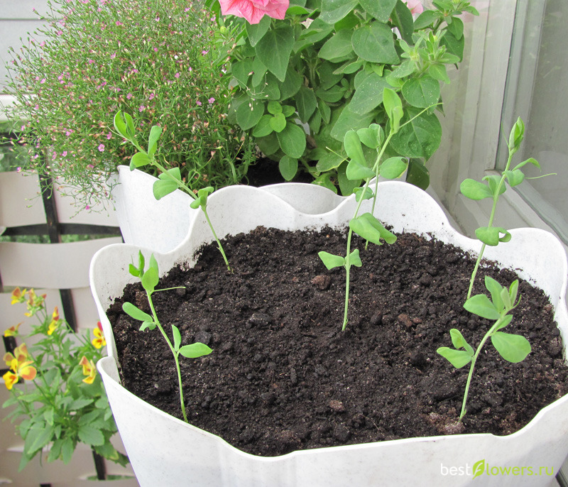 горошек рассадой из семян. горошек рассадой из семян. прищипка душистого горошка. горох душистый всходы. рассада гороха.