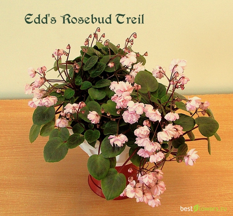 Бродмидоу мэджик рез. Edee's Rosebud Trail фиалка. Сенполия Edee's Rosebud Trail. Фиалка трейлер Edee"s Rosebud. Фиалка Alameda Trail.