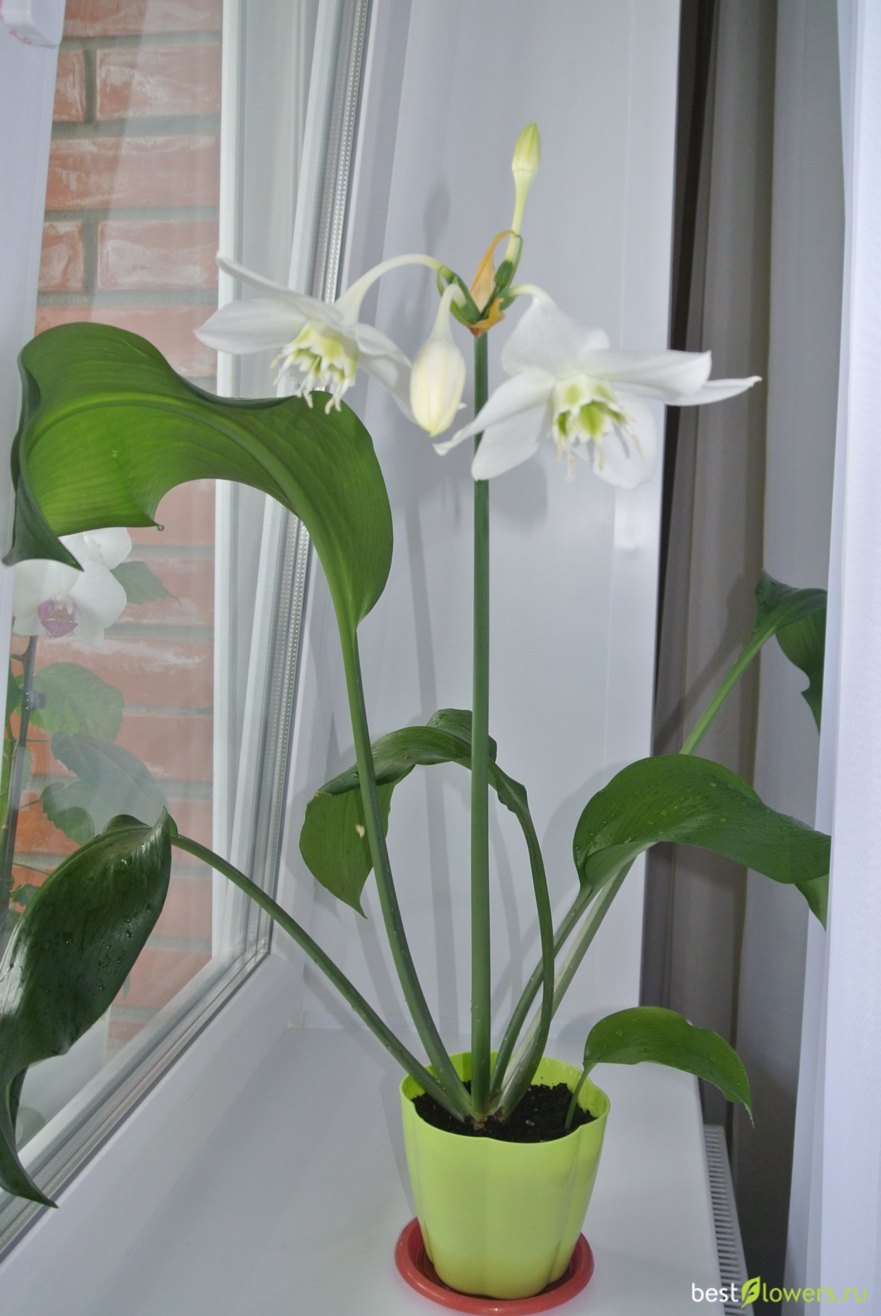 Eucharis Amazonica