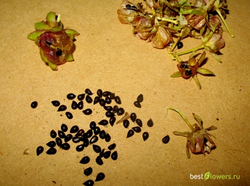 Какие семена у годеции фото