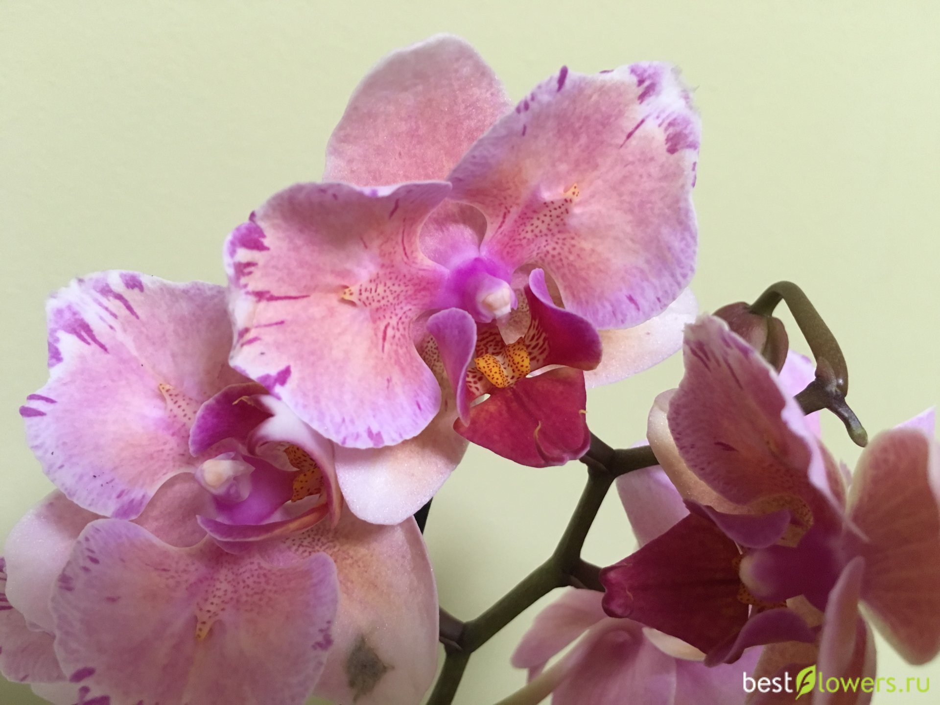 Орхидея легато фото и описание