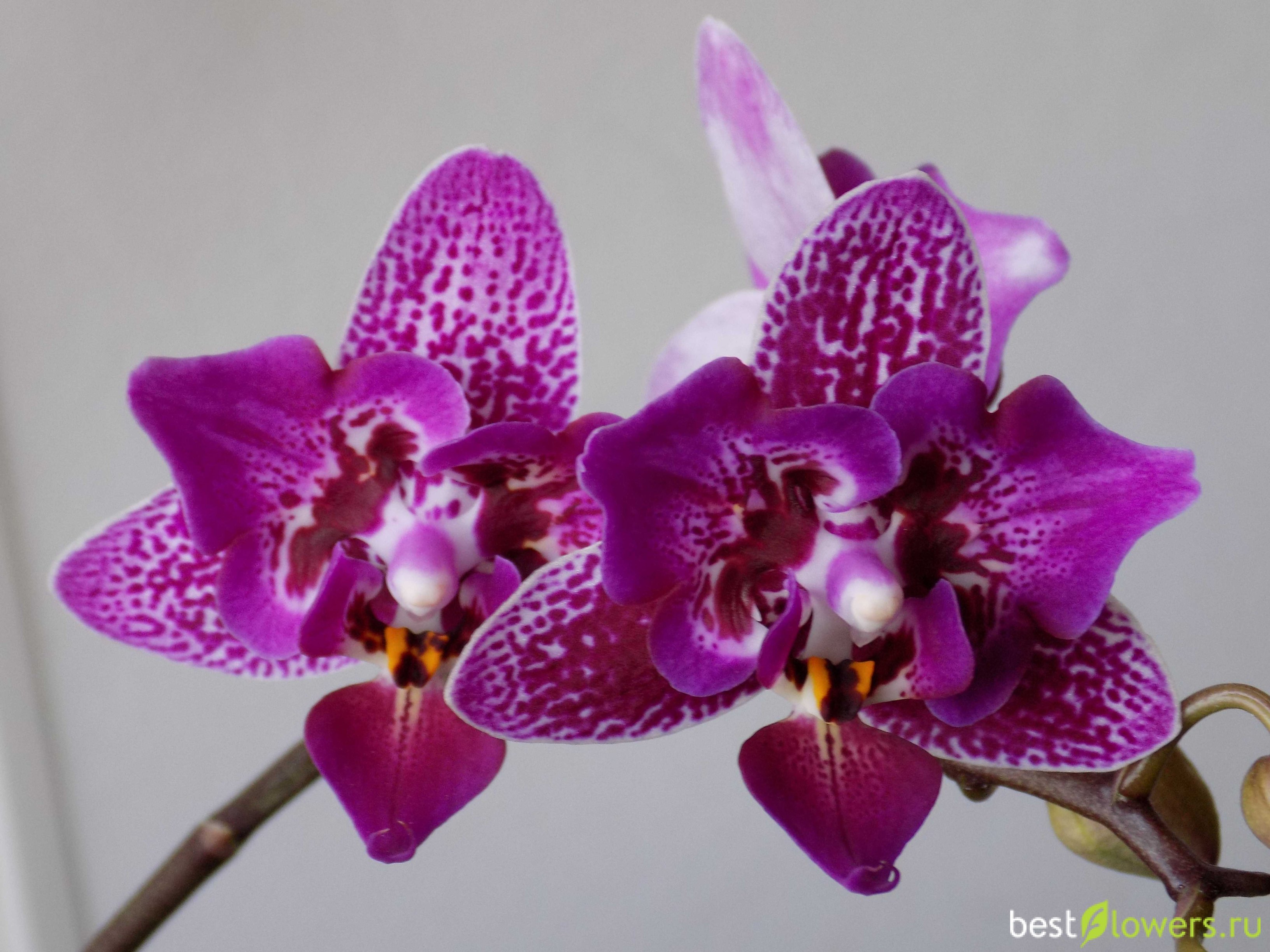 Phal chia e yenlin variegata фото